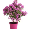 Drillingsblume, Ministamm 2 Drillingsblume, Ministamm -Angebote Biohort Store 8586844 WE FS 001 BougainvilleaMinistammT18DrillingsblumeDehnerExpressHerzig