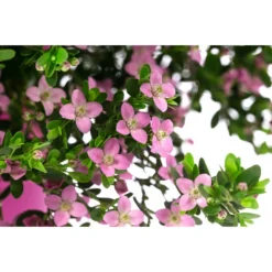 Rote Korallenraute -Angebote Biohort Store 8587214 WE DE 001 BoroniaCrenulataBuschT19DehnerExpressHerzig