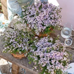 Rote Korallenraute -Angebote Biohort Store 8587214 WE MO 001 KorallenrauteBoronia