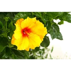 Pflanzen-Duo Roseneibisch Mit Zauberschnee -Angebote Biohort Store 8587255 PR DE 001 HibiscusBepflanztT27DehnerExpressHerzig