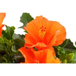 Zimmerhibiskus - Hibiscus Rosa-sinensis, Stämmchen, Verschiedene Sorten -Angebote Biohort Store 8587347 PR DE 001 HibiscusStammMixT17DehnerExpressHerzig
