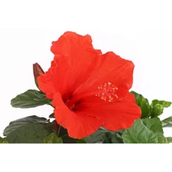 Zimmerhibiskus - Hibiscus Rosa-sinensis, Stämmchen, Verschiedene Sorten -Angebote Biohort Store 8587347 PR DE 002 HibiscusStammMixT17DehnerExpressHerzig