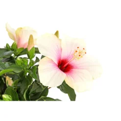 Zimmerhibiskus - Hibiscus Rosa-sinensis, Stämmchen, Verschiedene Sorten -Angebote Biohort Store 8587347 PR DE 003 HibiscusStammMixT17DehnerExpressHerzig