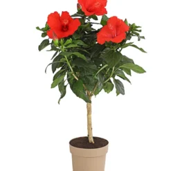 Zimmerhibiskus - Hibiscus Rosa-sinensis, Stämmchen, Verschiedene Sorten -Angebote Biohort Store 8587347 PR FS 002 HibiscusStammMixT17DehnerExpressHerzig