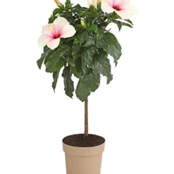 Zimmerhibiskus - Hibiscus Rosa-sinensis, Stämmchen, Verschiedene Sorten -Angebote Biohort Store 8587347 PR FS 003 HibiscusStammMixT17DehnerExpressHerzig