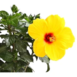 Zimmerhibiskus - Hibiscus Rosa-sinensis, Stämmchen, Verschiedene Sorten -Angebote Biohort Store 8587347 WE DE 002 HibiskusHibiscusStammMixT17DehnerExpressHerzig