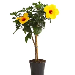 Zimmerhibiskus - Hibiscus Rosa-sinensis, Stämmchen, Verschiedene Sorten -Angebote Biohort Store 8587347 WE FS 002 HibiskusHibiscusStammMixT17OWDehnerExpressHerzig