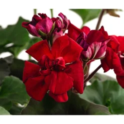 Stehende Geranie, Rot -Angebote Biohort Store 8587669 DE FS 001 PelargonienZonaleT23Geranie