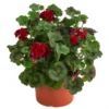 Stehende Geranie, Rot 2 Stehende Geranie, Rot -Angebote Biohort Store 8587669 WE FS 002 PelargonienZonaleT23Geranie
