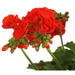 Geranie, Stämmchen, Verschiedene Farben -Angebote Biohort Store 8587818 PR DE 001 PelargoniumStammT17DehnerExpressHerzig