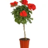 Geranie, Stämmchen, Verschiedene Farben -Angebote Biohort Store 8587818 PR FS 001 PelargoniumStammT17DehnerExpressHerzig
