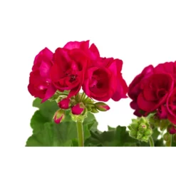 Geranie, Stämmchen, Verschiedene Farben -Angebote Biohort Store 8587818 WE DE 001 GeraniePelargoniumStammMixT17