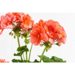 Geranie, Stämmchen, Verschiedene Farben -Angebote Biohort Store 8587818 WE DE 002 GeraniePelargoniumStammMixT17