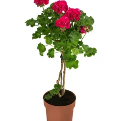 Geranie, Stämmchen, Verschiedene Farben -Angebote Biohort Store 8587818 WE FS 001 GeraniePelargoniumStammMixT17