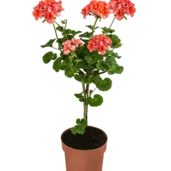 Geranie, Stämmchen, Verschiedene Farben -Angebote Biohort Store 8587818 WE FS 002 GeraniePelargoniumStammMixT17