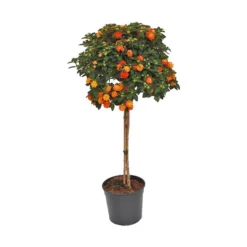 Wandelröschen, Solitärstamm