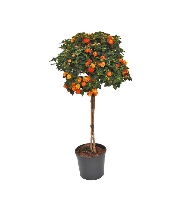 Wandelröschen, Solitärstamm 3 Wandelröschen, Solitärstamm