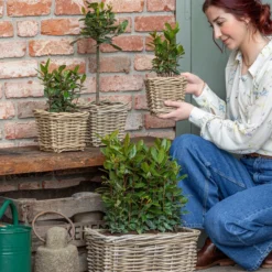 Echter Lorbeer, Stämmchen 7 Echter Lorbeer, Stämmchen -Angebote Biohort Store 8589046 WE MO 001 Lorbeer