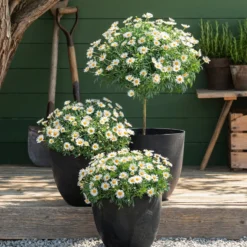 Margerite, Stämmchen, Weiß -Angebote Biohort Store 8589616 8596280 WE MO 001 Margeriten