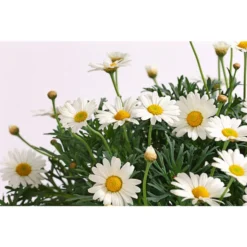 Margerite, Stämmchen, Weiß -Angebote Biohort Store 8589616 WE DE 001 MargeriteArgyranthemumStammWeissT18DehnerExpressHerzig