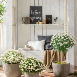 Margerite, Stämmchen, Weiß -Angebote Biohort Store 8589616 WE MO 001 MargeriteBuschStammT18WeissGC042021