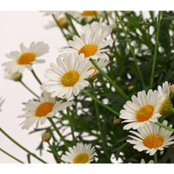 Margerite, Busch, Weiß -Angebote Biohort Store 8589624 PR DE 001 ChrysanthemumFrutescensMargeriteWeissBuschT25DehnerExpressHerzig