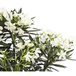 XXL Oleander, Verschiedene Sorten, Ca. 130-150 Cm -Angebote Biohort Store 8590465 WE DE 001 OleanderBuschT20WeissDehnerExpressHerzig