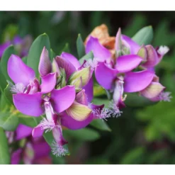 Kreuzblume, Stämmchen 13 Kreuzblume, Stämmchen -Angebote Biohort Store 8590994 PR DE 001 PolygalaMyrtifoliaKreuzblumePixabay