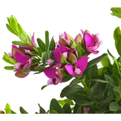 Kreuzblume, Stämmchen 12 Kreuzblume, Stämmchen -Angebote Biohort Store 8590994 WE DE 001 KreuzbluemchenPolygalaStammLilaT17DehnerExpressHerzig