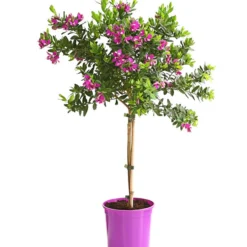 Kreuzblume, Stämmchen