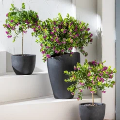 Kreuzblume, Stämmchen 11 Kreuzblume, Stämmchen -Angebote Biohort Store 8590994 WE MO 001 KreuzblumePolygalsStamm