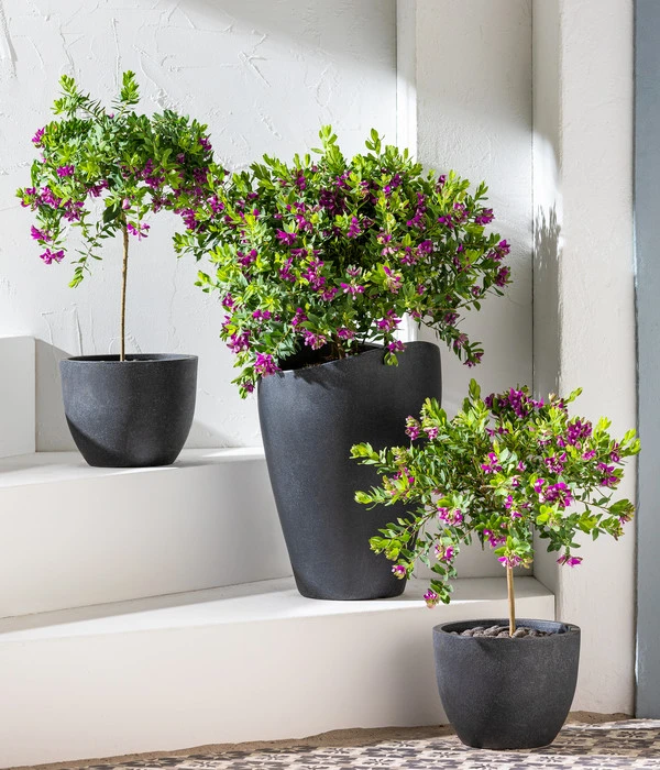 Kreuzblume, Stämmchen 6 Kreuzblume, Stämmchen – Bild 4