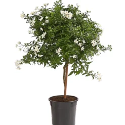 Jasminblütiger Nachtschatten, Stämmchen