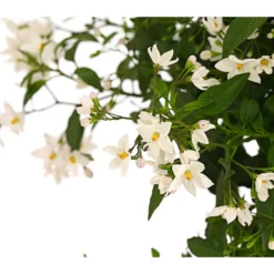 Jasminblütiger Nachtschatten, Stämmchen -Angebote Biohort Store 8591703 WE DE 001 SolamumJasminoidesStammT20DehnerExpressHerzig