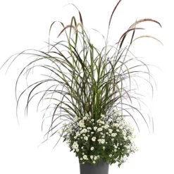 Herbst-Chrysantheme Mit Ziergras -Angebote Biohort Store 8594269 PR FS 003 ChrysanthemumMultifloraMitPennisetumRubrumT25OWDehnerExpressHerzig