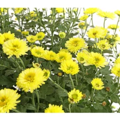 Herbst-Chrysantheme Mit Ziergras -Angebote Biohort Store 8594269 WE DE 001 ChrysanthemumMultifloraMitPennisetumRubrum25DehnerExpressHerzig