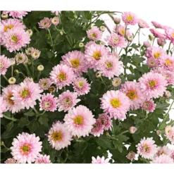 Herbst-Chrysantheme Mit Ziergras -Angebote Biohort Store 8594269 WE DE 002 ChrysanthemumMultifloraMitPennisetumRubrum25DehnerExpressHerzig