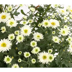 Herbst-Chrysantheme Mit Ziergras -Angebote Biohort Store 8594269 WE DE 003 ChrysanthemumMultifloraMitPennisetumRubrum25DehnerExpressHerzig