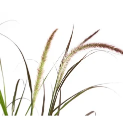 Herbst-Chrysantheme Mit Ziergras -Angebote Biohort Store 8594269 WE DE 004 ChrysanthemumMultifloraMitPennisetumRubrum25DehnerExpressHerzig