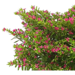 Köcherblümchen, Busch, Verschiedene Farben -Angebote Biohort Store 8594673 WE DE 001 CupheaT17DehnerExpressHerzig