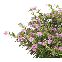 Köcherblümchen, Busch, Verschiedene Farben -Angebote Biohort Store 8594673 WE DE 002 CupheaT17DehnerExpressHerzig