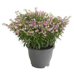 Köcherblümchen, Busch, Verschiedene Farben -Angebote Biohort Store 8594673 WE FS 002 CupheaT17DehnerExpressHerzig