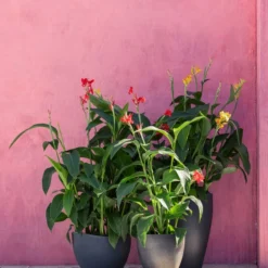 Indisches Blumenrohr, Verschiedene Sorten -Angebote Biohort Store 8594798 WE MO 001 CannaIndicaMixT23