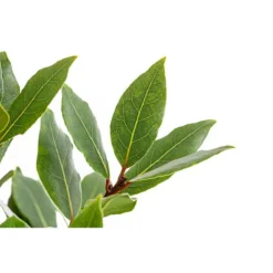 Echter Lorbeer, Stämmchen 9 Echter Lorbeer, Stämmchen -Angebote Biohort Store 8596140 PR DE 001 LorbeerLaurusNobilisStammT18DehnerExpressHerzig