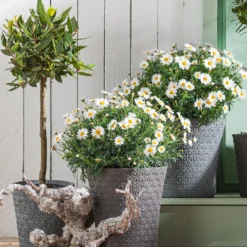 Echter Lorbeer, Stämmchen 8 Echter Lorbeer, Stämmchen -Angebote Biohort Store 8596280 WE MO 001 MargeritenBuschWeissT18 LorbeerStamm