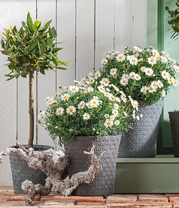 Echter Lorbeer, Stämmchen 5 Echter Lorbeer, Stämmchen – Bild 3