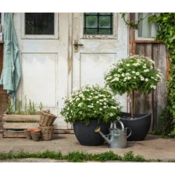 Angebote Biohort Store -Angebote Biohort Store 8596595 WE MO 001 MargeritenStamm