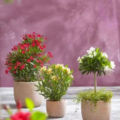 Angebote Biohort Store 31 Angebote Biohort Store -Angebote Biohort Store 8596850 PR MO 006 8590200 OleanderStandard Nerium oleander Oleander Staemmchen Oleander Busch UveSauerrd