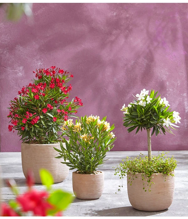 Oleander, Busch 4 Oleander, Busch – Bild 2