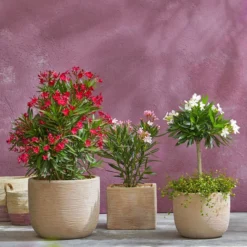 Oleander, Busch 8 Oleander, Busch -Angebote Biohort Store 8596850 PR MO 009 8590200 OleanderStandard Nerium oleander Oleander Staemmchen Oleander Busch UveSauer